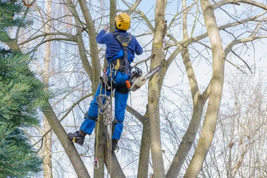 Local Tree Service - Garland , TX 75040